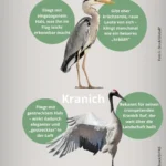Diferencia entre una grulla y una garza