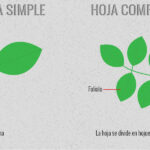 Diferencia entre una hoja simple y una hoja compuesta