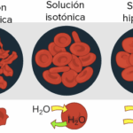 Diferencia entre una solución isosmótica y una isotónica