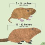 Diferencia entre una tuza y una marmota