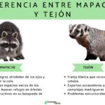 Diferencia entre una zarigüeya y un mapache