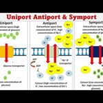Diferencia entre Uniport Symport y Antiport