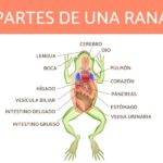 ¿En qué se diferencia el sistema digestivo de la rana del de los humanos?