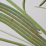¿En qué se diferencian las algas verdes de las cianobacterias?