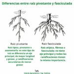 ¿En qué se diferencian las raíces pivotantes y las raíces fibrosas?