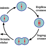 ¿Por qué el ADN necesita replicarse antes de que las células se dividan?