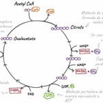¿Por qué el ciclo del ácido cítrico se llama ciclo?