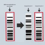 ¿Por qué la invención de la PCR hizo posible la huella genética del ADN?