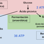 ¿Por qué la respiración celular es un proceso aeróbico?
