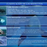 ¿Por qué las ballenas no se agrupan en los peces?