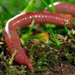 ¿Por qué se considera a una lombriz de tierra como un anélido?