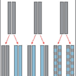¿Por qué se describe la replicación del ADN como semiconservativa?