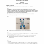¿Por qué se utiliza acetocarmín en los estudios de cromosomas mitóticos?