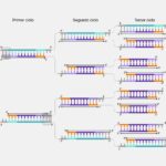 ¿Por qué se utiliza la PCR en el proceso de secuenciación del ADN?