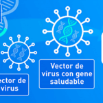 ¿Por qué se utilizan virus en la terapia génica?