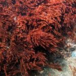 ¿Por qué son importantes las algas rojas para los arrecifes de coral?