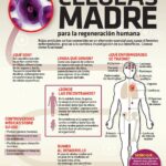 ¿Por qué son importantes las células madre?