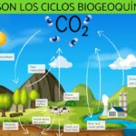 ¿Por qué son importantes los ciclos biogeoquímicos?