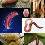 ¿Qué características distinguen a los anélidos de los gusanos redondos?