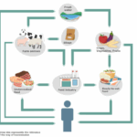 ¿Qué causa la contaminación por Listeria?