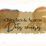 Diferencia entre ácaros del polvo y chinches Ciencia