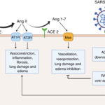 Diferencia entre ACE 1 y ACE 2 Ciencia