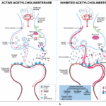 Diferencia entre ACh y AChE Ciencia
