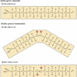 Diferencia entre acilglicerol saturado e insaturado General