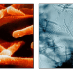 Diferencia entre actinomicetos y bacterias Ciencia