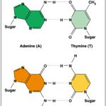 Diferencia entre adenina y guanina Ciencia
