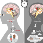 Diferencia entre adenosina y melatonina Ciencia