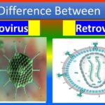 Diferencia entre adenovirus y retrovirus Ciencia