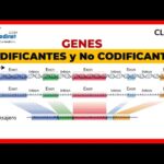 Diferencia entre ADN codificante y no codificante Ciencia