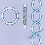 Diferencia entre ADN lineal y circular Ciencia