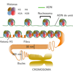 Diferencia entre ADN repetitivo y ADN satélite Ciencia