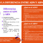 Diferencia entre ADN y ARN Ciencia