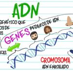 Diferencia entre ADN y cromosoma Ciencia