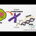 Diferencia entre ADN y genes Ciencia