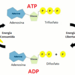 Diferencia entre ADP y ATP Ciencia