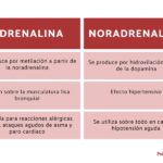 Diferencia entre adrenalina y noradrenalina Ciencia