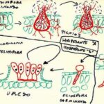Diferencia entre aeciosporas y picniosporas Ciencia