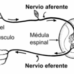 Diferencia entre aferente y eferente Ciencia