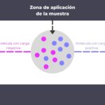Diferencia entre agarosa y poliacrilamida
