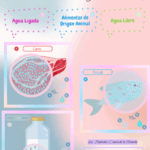 Diferencia entre agua libre y agua ligada