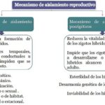 Diferencia entre aislamiento geográfico y reproductivo