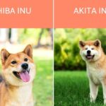 Diferencia entre Akita y Shiba Inu Estilo de vida