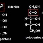 Diferencia entre aldopentosa y cetopentosa Ciencia