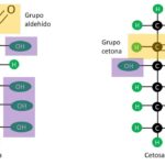 Diferencia entre aldosa y cetosa Ciencia