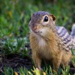 Diferencia entre ardilla listada y tuza