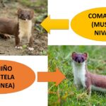 Diferencia entre armiño y comadreja